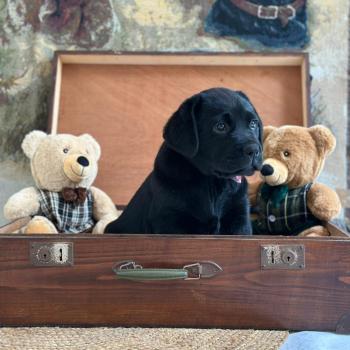 chiot Retriever du Labrador noir chiot (Portée Catrina ❤ Ravel 2026) - Mâle noir élevage du Fond de la Noye