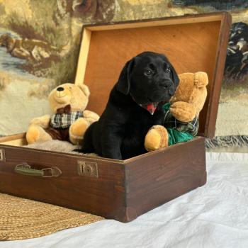 chiot Retriever du Labrador noir chiot (Portée Catrina ❤ Ravel 2026) - Mâle noir élevage du Fond de la Noye