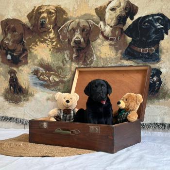 chiot Retriever du Labrador noir chiot (Portée Catrina ❤ Ravel 2026) - Mâle noir élevage du Fond de la Noye