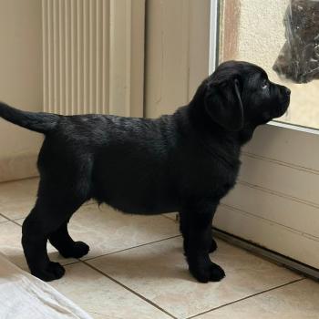chiot Retriever du Labrador noir chiot (Portée Catrina ❤ Ravel 2026) - Mâle noir élevage du Fond de la Noye