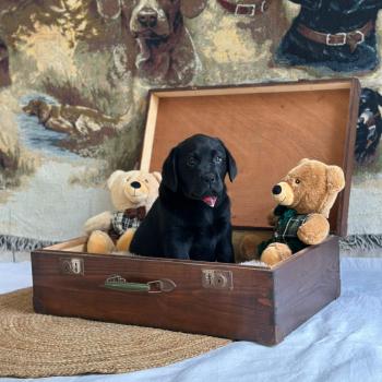 chiot Retriever du Labrador noir chiot (Portée Catrina ❤ Ravel 2026) - Mâle noir élevage du Fond de la Noye