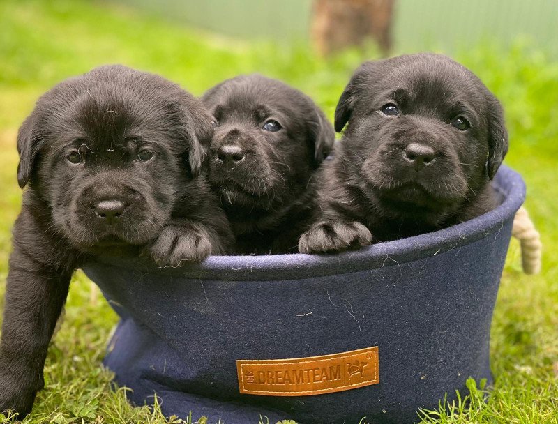 chiot (Portée Charlotte ❤ Ravel 2025) - Mâle noir du Fond de la Noye Mâle Retriever du Labrador chiot (Portée Charlotte ❤ Ravel 2025) - Mâle noir du Fond de la Noye Mâle Retriever du Labrador