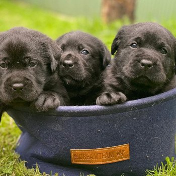 chiot Retriever du Labrador noir chiot (Portée Charlotte ❤ Ravel 2025) - Mâle noir élevage du Fond de la Noye chiot Retriever du Labrador noir chiot (Portée Charlotte ❤ Ravel 2025) - Mâle noir élevage du Fond de la Noye