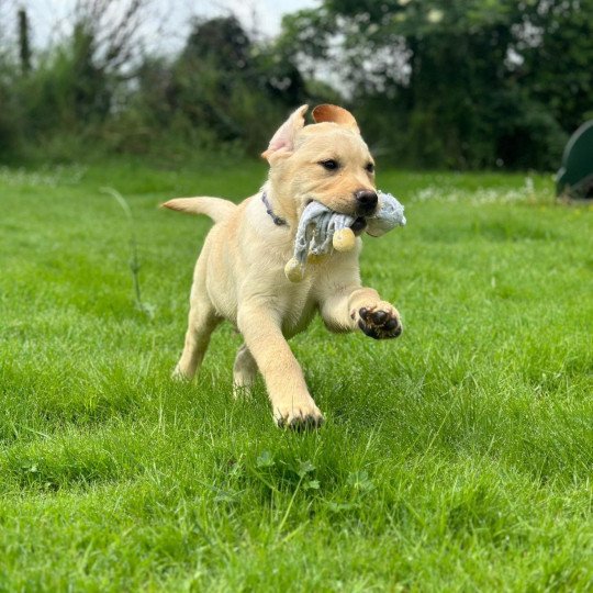 Azzaro du Fond de la Noye Mâle Retriever du Labrador