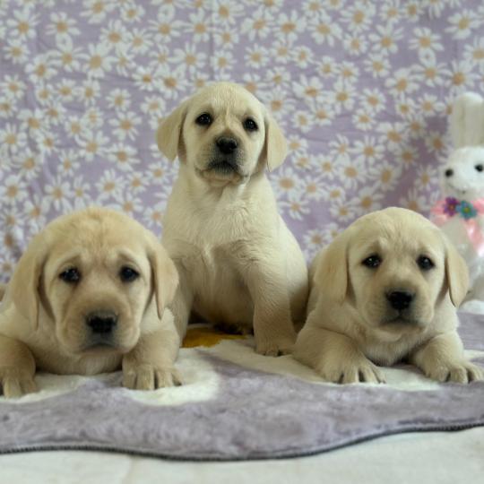 Bounty du Fond de la Noye Femelle Retriever du Labrador