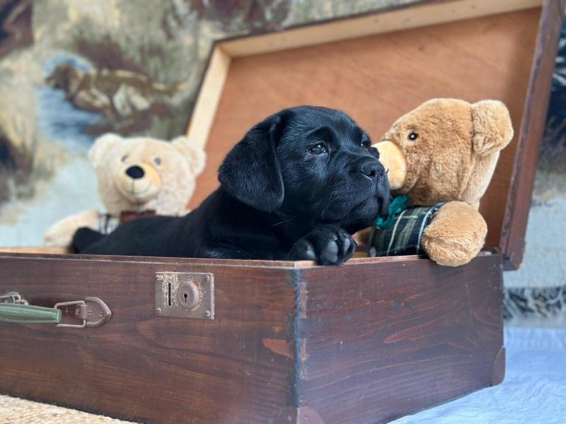 chiot (Portée Charlotte ❤ Ronnie 2026) - Mâle noir du Fond de la Noye Mâle Retriever du Labrador
