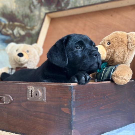 Beethoven du Fond de la Noye Mâle Retriever du Labrador