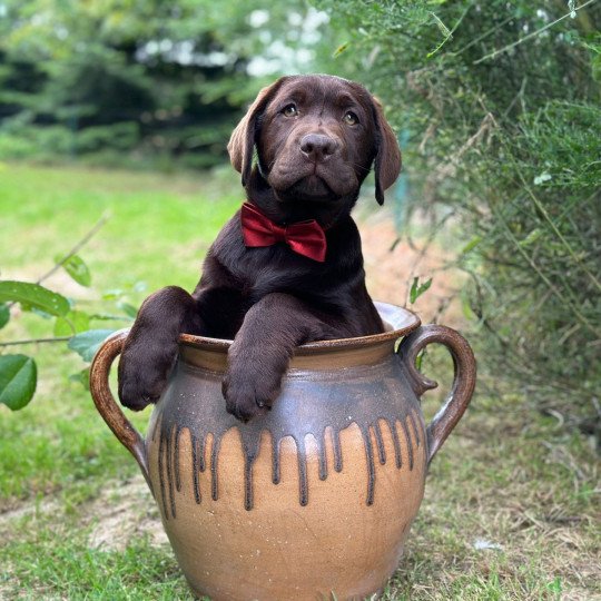 V'Ades du Fond de la Noye Femelle Retriever du Labrador