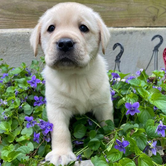 T'Hiro du Fond de la Noye Mâle Retriever du Labrador