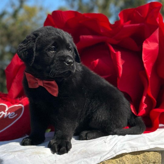 A'Gimli du Fond de la Noye Mâle Retriever du Labrador
