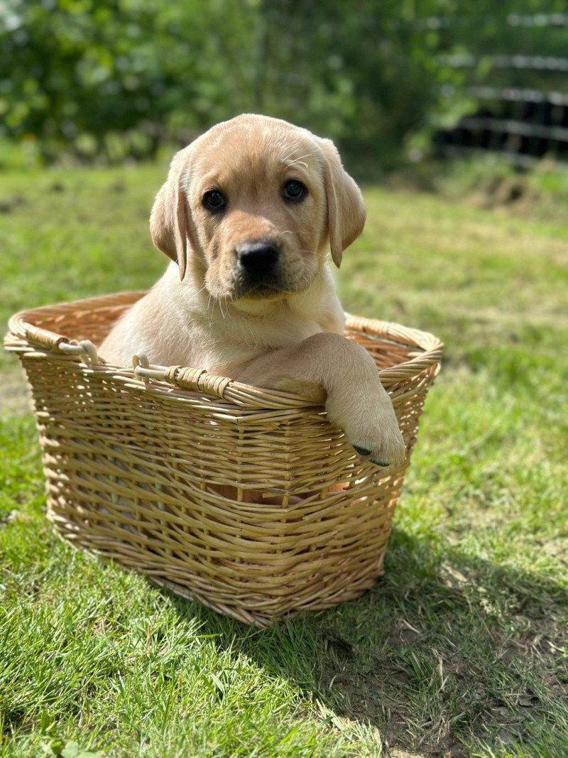 chiot (Portée Vaïa ❤ Ravel 2026) - Mâle sable du Fond de la Noye Mâle Retriever du Labrador