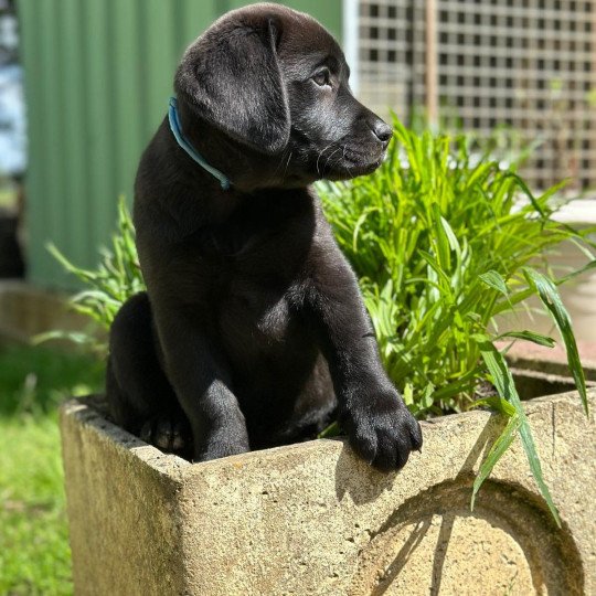 Vénus du Fond de la Noye Femelle Retriever du Labrador