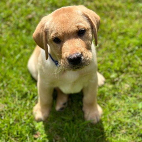 Végas du Fond de la Noye Mâle Retriever du Labrador