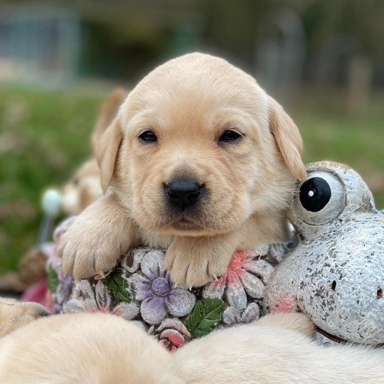 U'Pixel du Fond de la Noye Femelle Retriever du Labrador