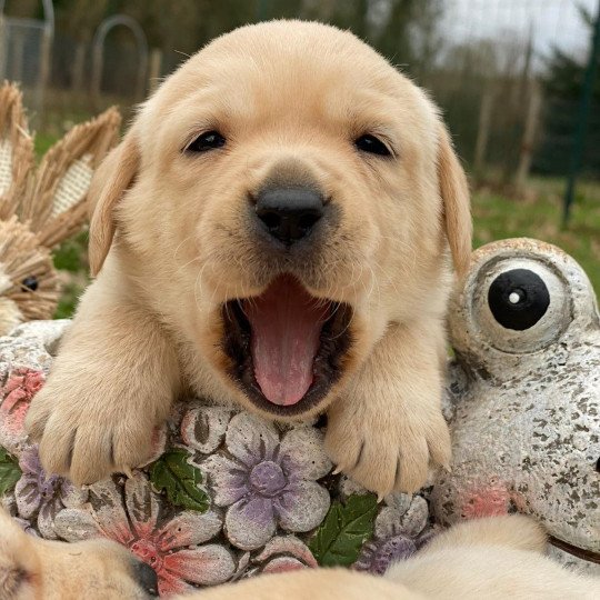 Ultra du Fond de la Noye Mâle Retriever du Labrador