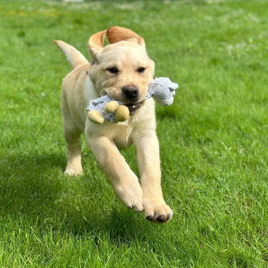 Vicky du Fond de la Noye Femelle Retriever du Labrador