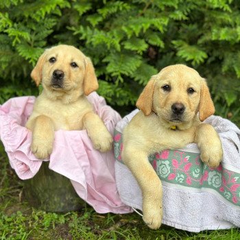chiot Retriever du Labrador sable chiot (Portée Pavlova ❤ Ronnie 2024) - Femelle sable élevage du Fond de la Noye chiot Retriever du Labrador sable chiot (Portée Pavlova ❤ Ronnie 2024) - Femelle sable élevage du Fond de la Noye