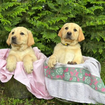 chiot Retriever du Labrador sable chiot (Portée Pavlova ❤ Ronnie 2024) - Femelle sable élevage du Fond de la Noye chiot Retriever du Labrador sable chiot (Portée Pavlova ❤ Ronnie 2024) - Femelle sable élevage du Fond de la Noye
