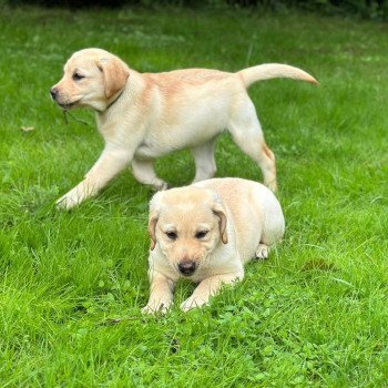 chiot Retriever du Labrador sable chiot (Portée Pavlova ❤ Ronnie 2024) - Femelle sable élevage du Fond de la Noye chiot Retriever du Labrador sable chiot (Portée Pavlova ❤ Ronnie 2024) - Femelle sable élevage du Fond de la Noye