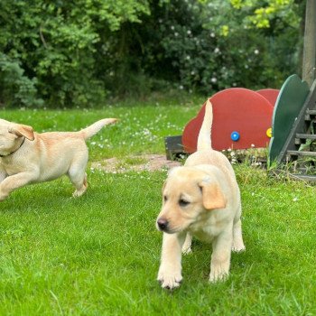 chiot Retriever du Labrador sable chiot (Portée Pavlova ❤ Ronnie 2024) - Femelle sable élevage du Fond de la Noye chiot Retriever du Labrador sable chiot (Portée Pavlova ❤ Ronnie 2024) - Femelle sable élevage du Fond de la Noye