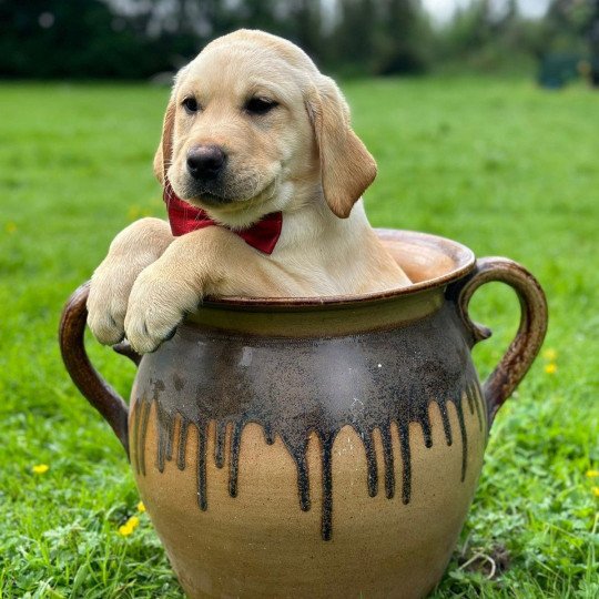 Vick du Fond de la Noye Femelle Retriever du Labrador
