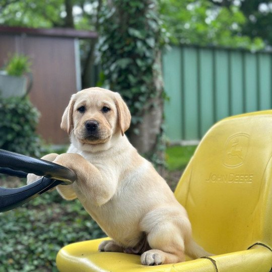 Voltaire du Fond de la Noye Mâle Retriever du Labrador