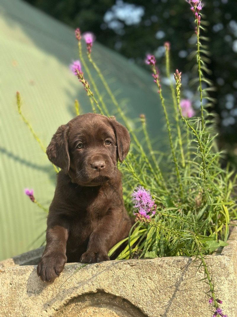 chiot (Portée Réglisse ❤ Louie 2025) - Mâle chocolat du Fond de la Noye Mâle Retriever du Labrador
