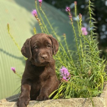 chiot Retriever du Labrador chocolat chiot (Portée Réglisse ❤ Louie 2025) - Mâle chocolat élevage du Fond de la Noye
