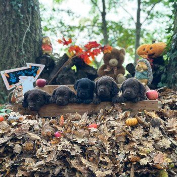 chiot Retriever du Labrador chocolat chiot (Portée Réglisse ❤ Louie 2025) - Mâle chocolat élevage du Fond de la Noye