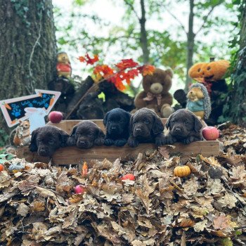 chiot Retriever du Labrador chocolat chiot (Portée Réglisse ❤ Louie 2025) - Mâle chocolat élevage du Fond de la Noye