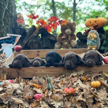 chiot Retriever du Labrador chocolat chiot (Portée Réglisse ❤ Louie 2025) - Mâle chocolat élevage du Fond de la Noye