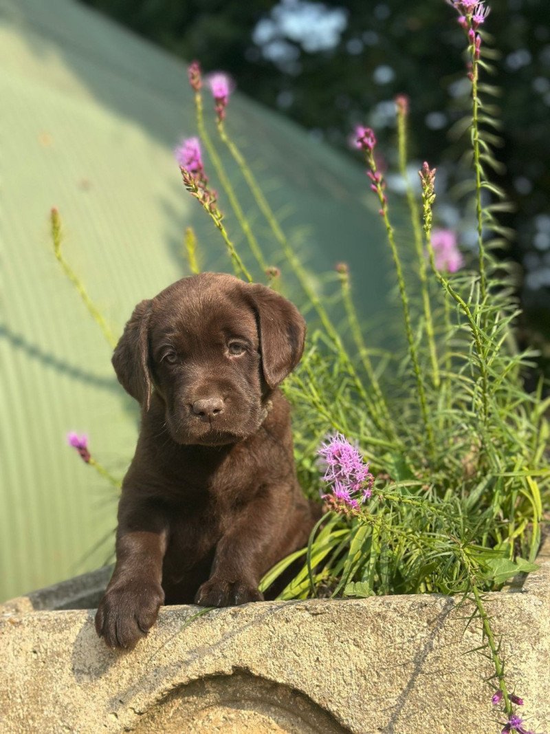 chiot (Portée Réglisse ❤ Louie 2025) - Mâle chocolat du Fond de la Noye Mâle Retriever du Labrador