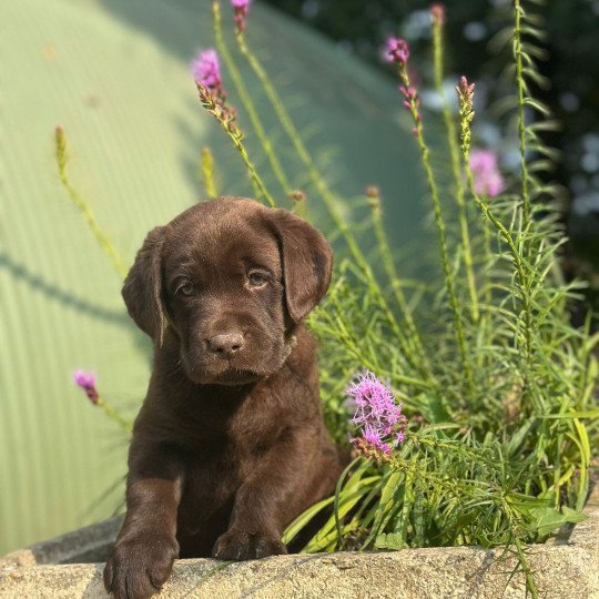 A'Bodhi du Fond de la Noye Mâle Retriever du Labrador