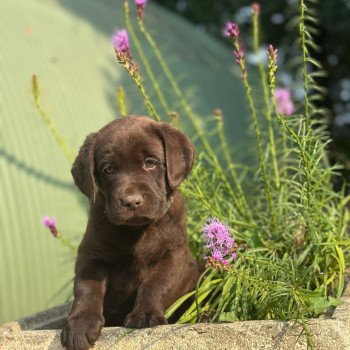 chiot Retriever du Labrador chocolat chiot (Portée Réglisse ❤ Louie 2025) - Mâle chocolat élevage du Fond de la Noye