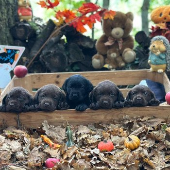 chiot Retriever du Labrador chocolat chiot (Portée Réglisse ❤ Louie 2025) - Mâle chocolat élevage du Fond de la Noye