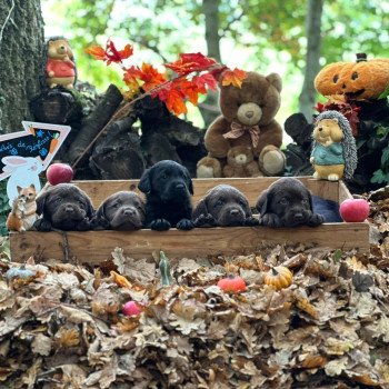 chiot Retriever du Labrador chocolat chiot (Portée Réglisse ❤ Louie 2025) - Mâle chocolat élevage du Fond de la Noye