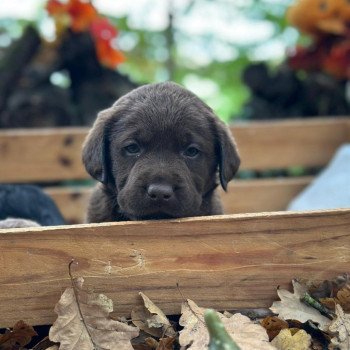 chiot Retriever du Labrador chocolat chiot (Portée Réglisse ❤ Louie 2025) - Mâle chocolat élevage du Fond de la Noye