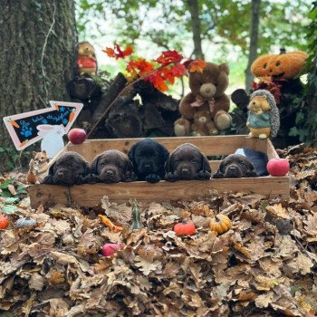 chiot Retriever du Labrador chocolat chiot (Portée Réglisse ❤ Louie 2025) - Mâle chocolat élevage du Fond de la Noye