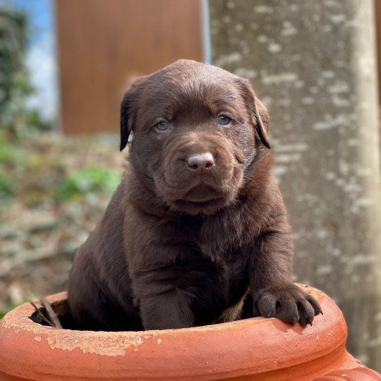 Uma du Fond de la Noye Femelle Retriever du Labrador