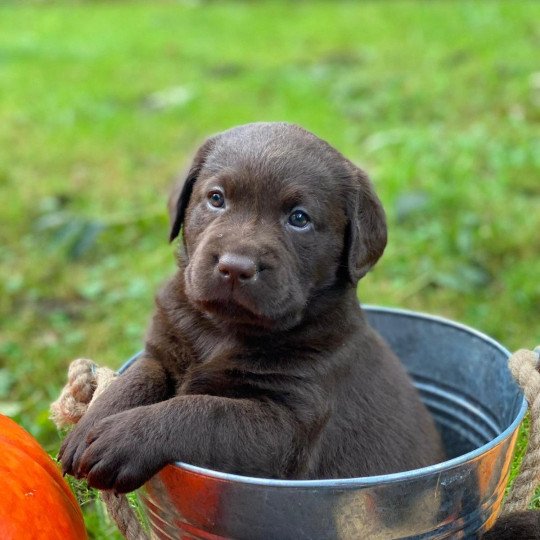 Volky du Fond de la Noye Mâle Retriever du Labrador