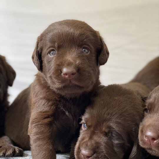 U'Olympe du Fond de la Noye Femelle Retriever du Labrador