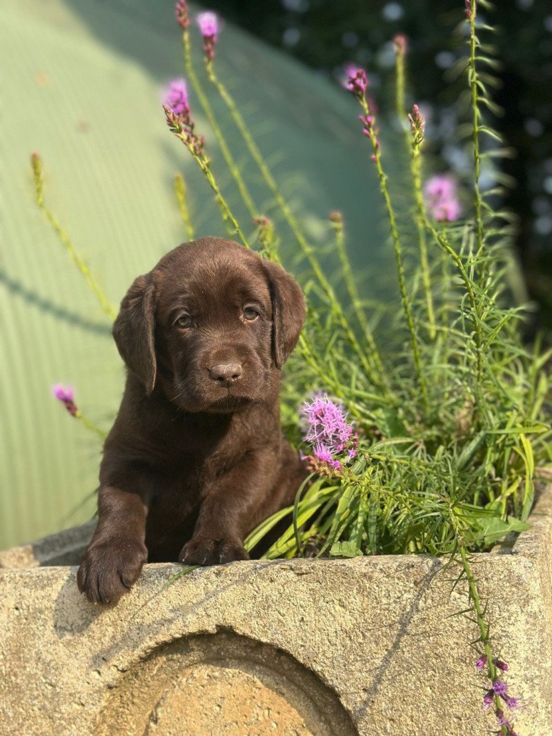 chiot (Portée Salsa ❤ Winston 2025) - Mâle chocolat du Fond de la Noye Mâle Retriever du Labrador