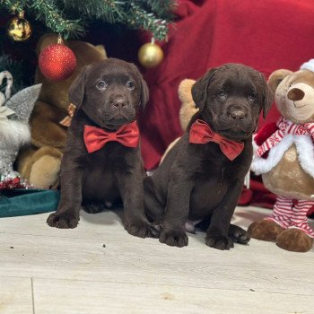 chiot Retriever du Labrador chocolat chiot (Portée Salsa ❤ Winston 2025) - Mâle chocolat élevage du Fond de la Noye