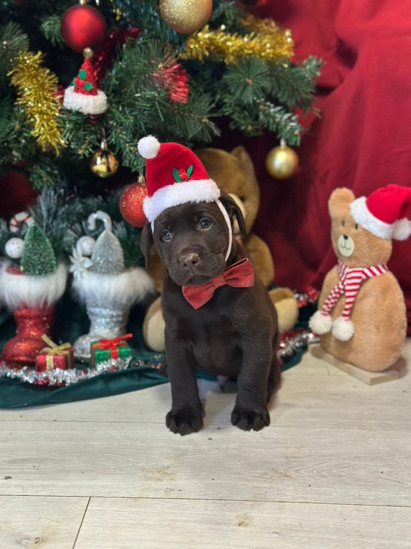 A'... du Fond de la Noye Mâle Retriever du Labrador