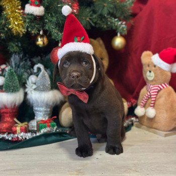 chiot Retriever du Labrador chocolat chiot (Portée Salsa ❤ Winston 2025) - Mâle chocolat élevage du Fond de la Noye