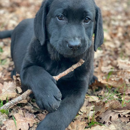 T'Raymond du Fond de la Noye Mâle Retriever du Labrador