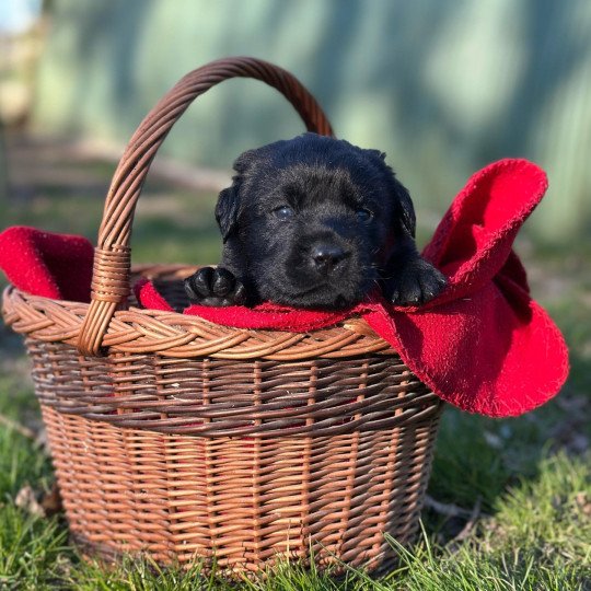 Artus du Fond de la Noye Mâle Retriever du Labrador