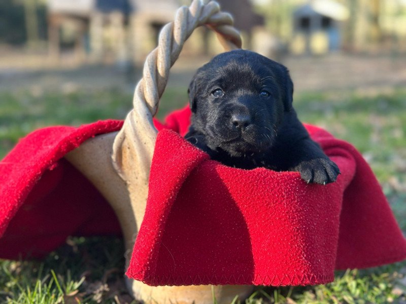 chiot (Portée Réglisse ❤ Winston 2026) - Mâle noir du Fond de la Noye Mâle Retriever du Labrador