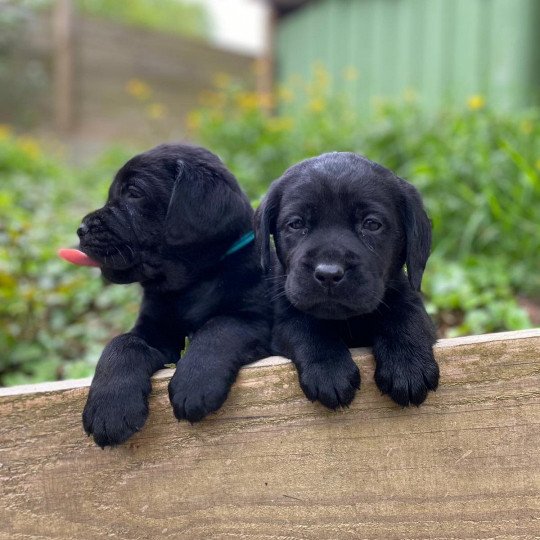 Voyou du Fond de la Noye Mâle Retriever du Labrador