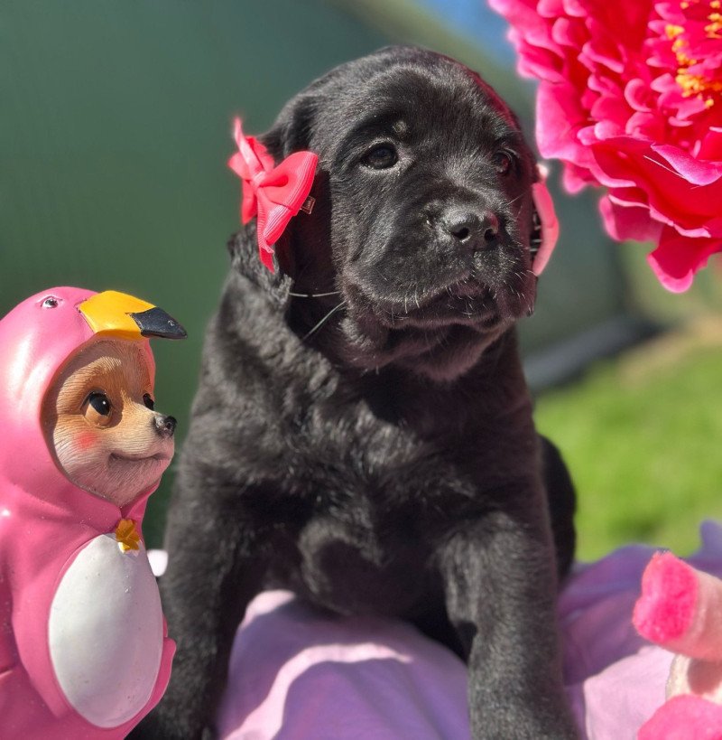 chiot (Portée Séville ❤ Ravel 2025) - Femelle noire du Fond de la Noye Femelle Retriever du Labrador chiot (Portée Séville ❤ Ravel 2025) - Femelle noire du Fond de la Noye Femelle Retriever du Labrador